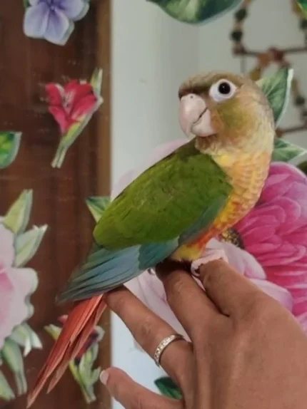 Green cheek conure - Pineapple